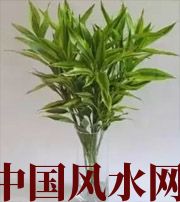 廊坊十二生肖养什么植物最旺财运？你知道吗！